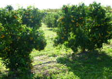 "Piante di clementine, al quarto anno, selezione "Corsica 2" a maturazione precoce (ultima decade di ottobre), presso l'azienda agricola "Recoleta – Zuccarella" (Scanzano Jonico - MT)."