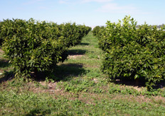 "Piante di clementine, al quarto anno, selezione "Tardivo" clone "Catania" a maturazione tardiva (prima decade di febbraio), presso l'azienda agricola "Recoleta – Zuccarella" (Scanzano Jonico - MT)."