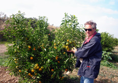 "Pino Zuccarella (in foto), titolare dell’azienda agricola "Recoleta" (Scanzano Jonico - MT), mostra i frutti di una pianta di "Corsica 2" del proprio agrumeto."