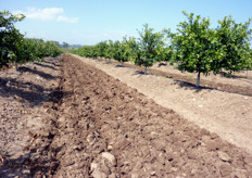 "Esempio di combinazione di erbicidi sulle file (sulla "baula") con lavorazioni meccaniche nell'interfila (interbaula). Azienda Agricola "S. Fara - Riccardi" (Metaponto - MT)."