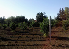 Impianto di clementine al sesto anno, in agro di Policoro (MT), con evidenti problemi di sviluppo e disformita' di crescita. Le lavorazioni meccaniche al terreno inutilmente ripetute, soprattutto in prossimita' del tronco, possono alterare la funzionalita' dell'apparato radicale comportando negative conseguenze sull'espressione vegetativa e produttiva delle piante.