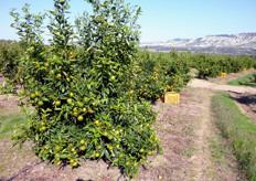 "Impianto di clementine selezione "SRA89" al quinto anno, presso l'azienda agricola "Dr. Luigi Aiello" (Tursi - MT)."