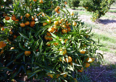 "Particolare della fruttificazione di clementine selezione "SRA89" (Azienda agricola "Dr. Luigi Aiello" – Tursi, MT) con frutti prossimi alla raccolta (ultima decade di ottobre)."