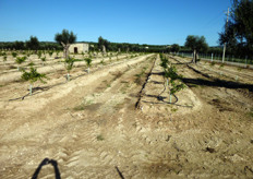 "Impianto di agrumi, innestati su "Citranges Carrizo", realizzato presso l'Azienda Agricola "Quero Patrizia" in Agro di Massafra (TA). Le piante sono fertirrigate con impianto a doppia ala gocciolante, (passo gocciolatori < 50 cm), adagiato sulla "baula" e posto, per i primi anni, a pochi centimetri dal tronco."