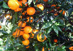 "I frutti di clementine "Caffin" (in foto) vengono raccolti nel metapontino nella prima decade di ottobre."