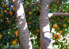 "Anche la vecchia pratica dell'incisione anulare consente di ottenere interessanti risultati produttivi su piante di clementine "Caffin", innestate su Arancio Amaro. Azienda Agricola "Ligurgo" agro di Massafra (TA)."