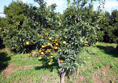 "Pianta di clementine "Caffin", innestata su Arancio Amaro, su cui e' stata praticata l'incisione anulare solo sulla branca sinistra (in foto)."