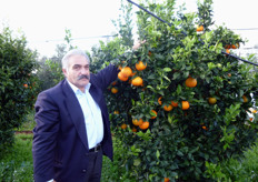 "Pianta di arancio ombelicato "Fukumoto", presso l'Azienda Agrumicola del Sig. Pasquale Nuzzi (in foto), in agro di Massafra (TA), con frutti prossimi alla raccolta (prima decade di novembre)."