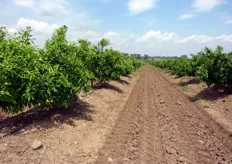 "La tecnica di allevamento su "baula" o "letto di coltivazione rialzato", praticata da anni in Spagna ("Caballones"), inizia a diffondersi anche nel Metapontino (MT)."