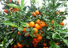 "Il "Mandalate", è un mandarino ibrido triploide, ottenuto dall’incrocio del mandarino ibrido "Fortune" (2x) x mandarino "Avana" (4x)."