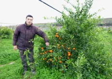 "Lino Anelli (in foto), giovane agrumicoltore di Scanzano Jonico (MT), mostra una pianta di "Mandalate", su portinnesto Citrange Carrizo, in fruttificazione."