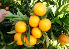 "Il Clementine "Tardivo" clone "Catania" ha origine da una mutazione gemmaria spontanea di clementine "Comune". Questa selezione è stata individuata e descritta dal Dipartimento di Ortofloroarboricoltura e tecnologie agroalimentari dell’Universita' di Catania."