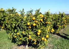 "La pianta del Clementine "Tardivo" presenta habitus vegetativo espanso e vigoria media. Le foglie sono di dimensioni maggiori di quelle del clementine "Comune" ma di colore verde meno intenso."