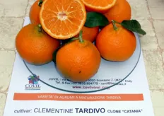 "Il frutto del Clementine "Tardivo" è di buona pezzatura, apireno e di forma sub-sferica, leggermente schiacciata ai poli. Il peduncolo è piuttosto robusto, la buccia è a grana fine e di colore arancio intenso."