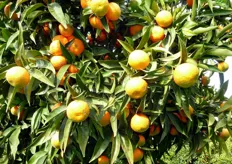 "L’epoca di maturazione del Clementine "Tardivo" è compresa tra gennaio e febbraio. Complessivamente la selezione è interessante perché può essere presente sul mercato quando la raccolta del clementine "Comune" è terminata."