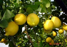 "Frutti di limone "Femminello Siracusano Nuc. 2KR" – I decade di dicembre (periodo di raccolta metapontino)."