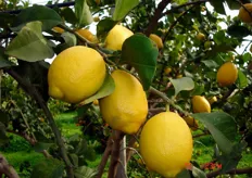 "Frutti di limone "Femminello Fior di arancio" o "Femminelli Zagara Bianca" - III decade di dicembre (periodo di raccolta metapontino)."