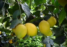 "Frutti di limone "Adamo" - III decade di gennaio (periodo di raccolta metapontino)."