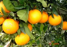 "Frutti di arancio ombelicato "Lane Late" clone "INIASEL 198" - I decade di aprile (periodo di raccolta metapontino)."
