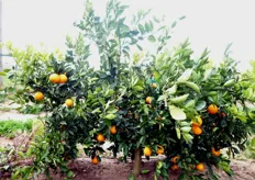 "Pianta di arancio "Lane Late", al terzo anno, innestata su portinnesto Citrange C35, presso l’Azienda Agricola "S. Fara-Riccardi" di Metaponto (MT)."