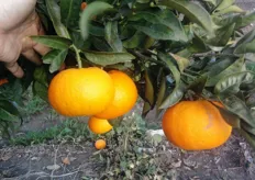 "Tipica forma "schiacciata" dei frutti di arancio biondo comune "Staccia di Tursi e Montalbano" clone "Falciglia". Periodo di raccolta nel metapontino da aprile fino a giugno."