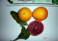"Ecotipo "Tarodino", tipologia sanguinello, in collezione presso il campo catalogo del CO.VI.L. Il frutto è apireno, ricco di succo, possiede un elevato grado di pigmentazione, è facile da sbucciare e a maturazione tardiva (aprile-maggio)."