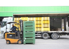 In questi giorni è ancora in corso la raccolta del kiwi e delle mele Pink Lady, cosi' alla lavorazione di mele, pere e kiwi si aggiunge anche la ricezione di quanto raccolto in campo.