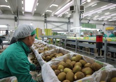 Una fase di lavorazione del kiwi.