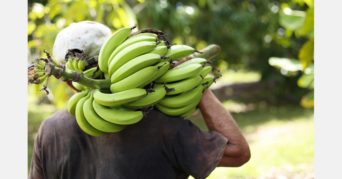 Il World Banana Forum organizza la quarta conferenza mondiale a Roma