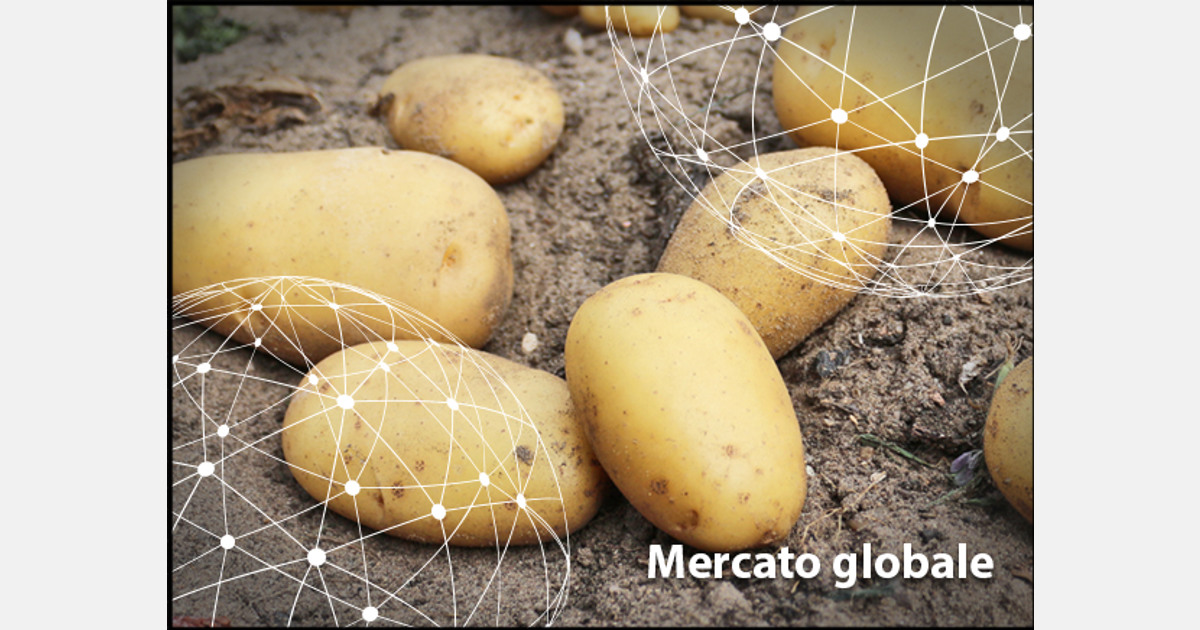 Focus sul mercato mondiale delle patate