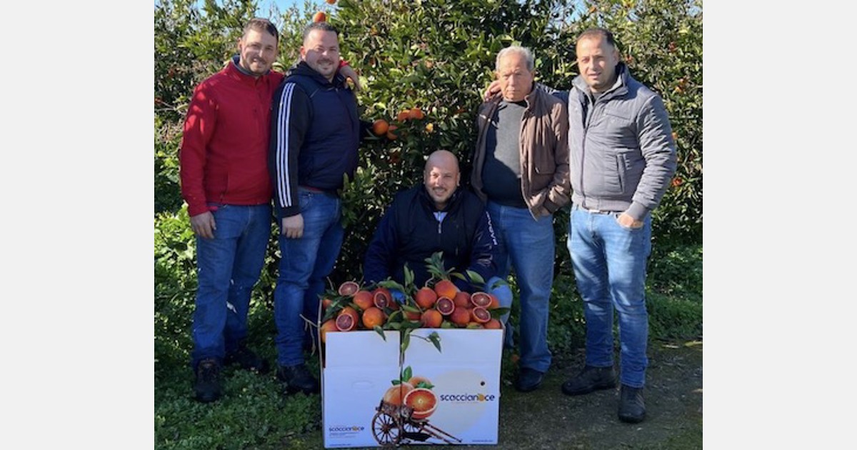 Agrumi, prezzi alti in campagna e calo del potere di acquisto