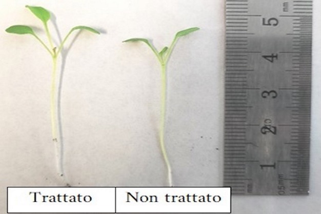 Un bilancio relativo a tre anni di utilizzo dell'ozono