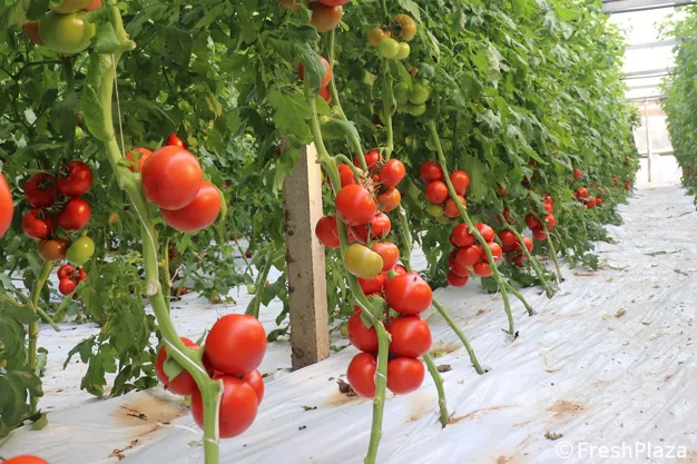 Un pomodoro tondo liscio da 250 grammi resistente al ToBRFV