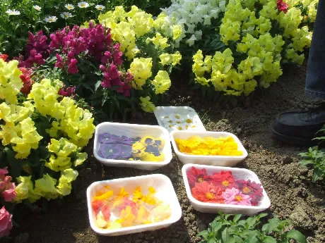 Olanda: commercio di fiori commestibili presso l'azienda Van Vugt Kruiden