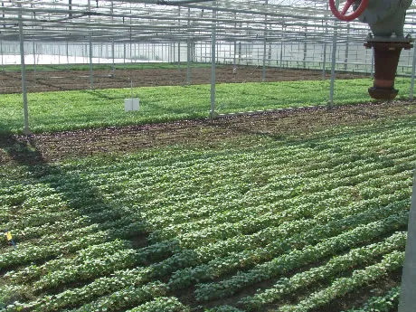 Olanda: commercio di fiori commestibili presso l'azienda Van Vugt Kruiden