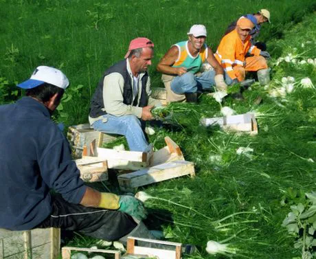 Fucino: dimostrazioni in campo per finocchio Preludio e radicchio Giove  Enza Zaden