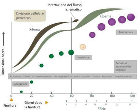 Il frutteto a zero emissioni cresce